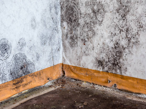 Best Mold removal after water damage  in Willamina, OR