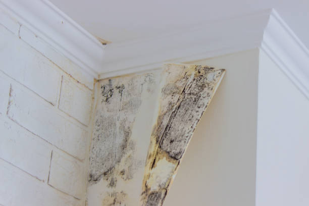 Best Ceiling water damage repair  in Willamina, OR